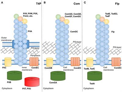 DNA Uptake by Type IV Filaments